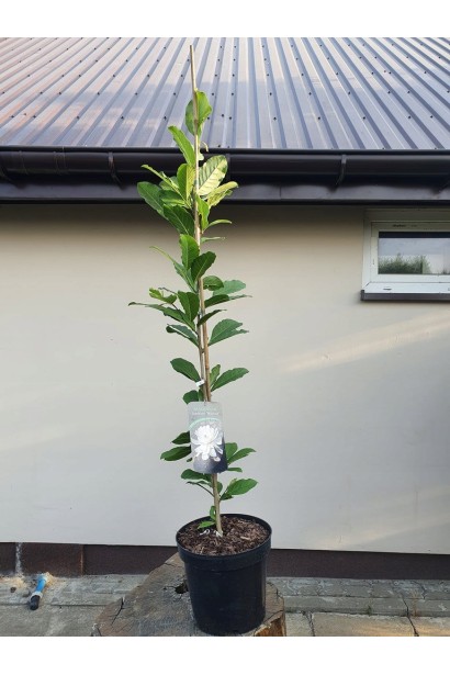 Біла квітка магнолії Wildcat в горщику. 